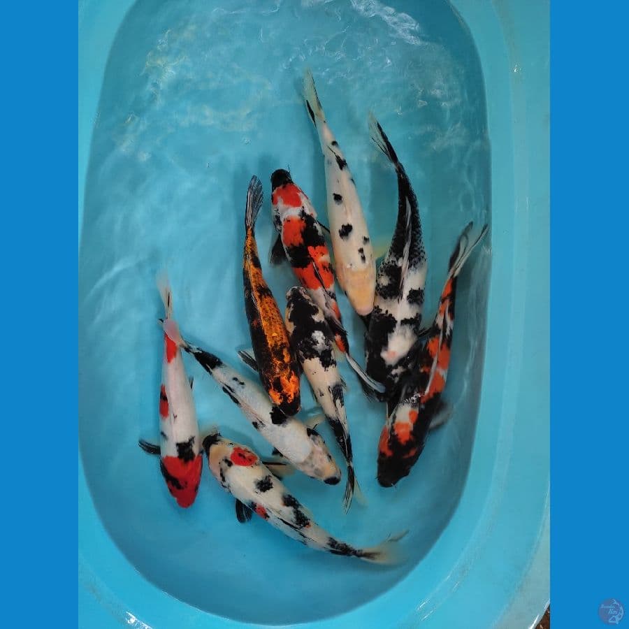 9 ekor mix 33_38 cm
