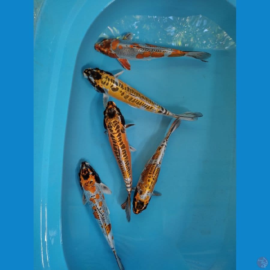 mix 33-35 cm