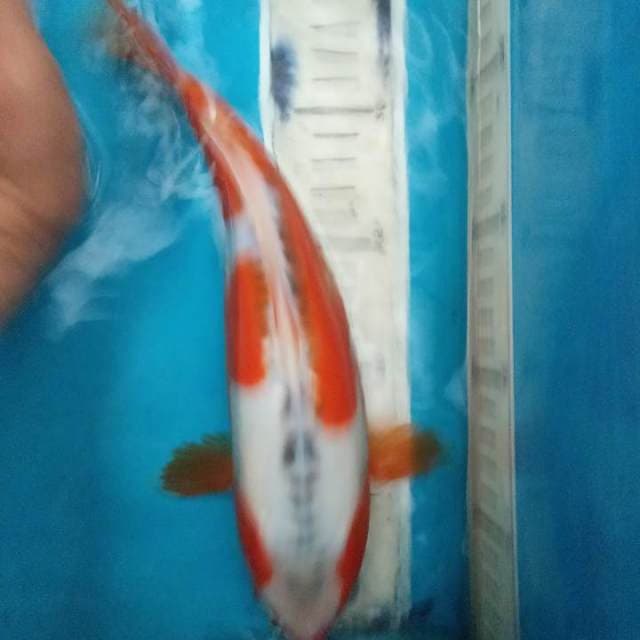 Shusui 35bu
