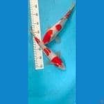 kohaku 32 cm