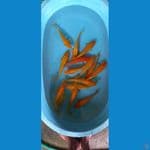 paket karasi dan beni karasi 15 ekor