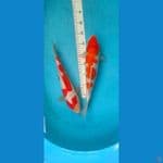 kohaku 36-38 cm
