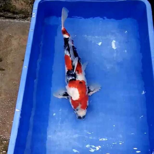 Showa Sansoku