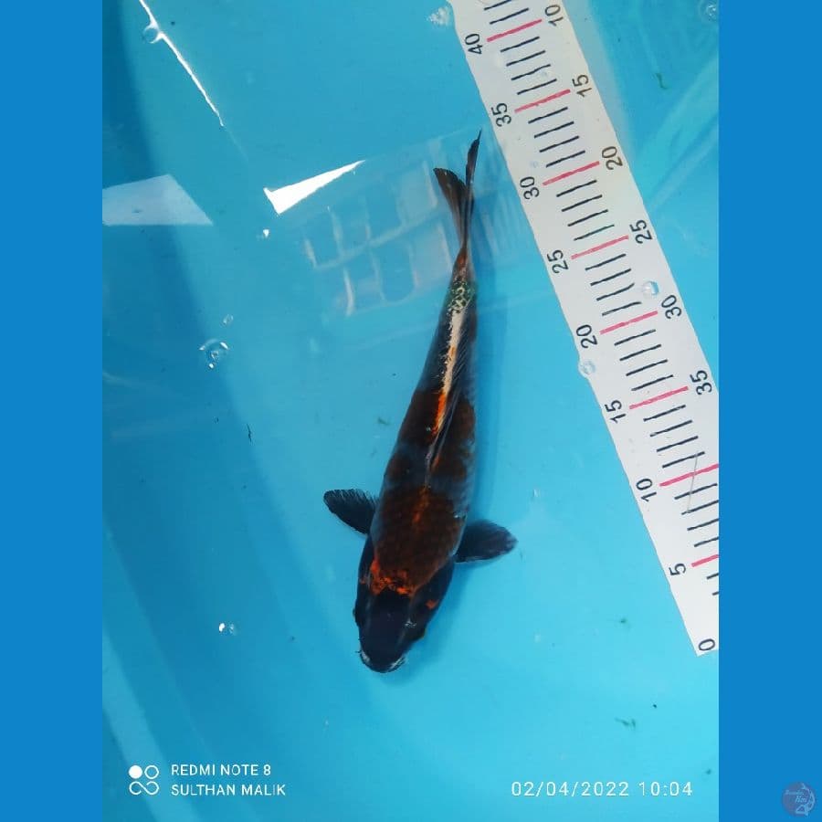 ochona 32 cm