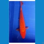 Akahajiro ~ FM 39cm.