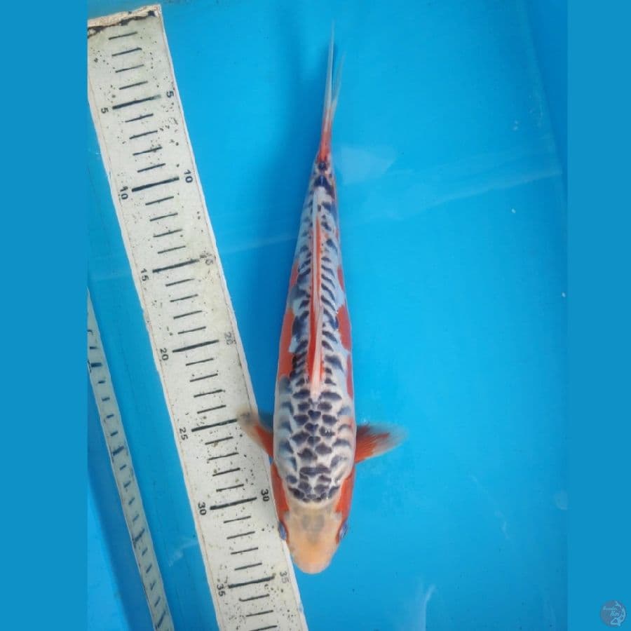 SHUSUI, 30cm FEMALE