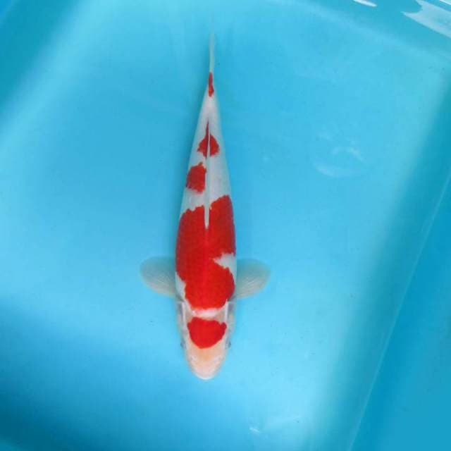 BAZAAR 1 ~ MARUTEN KOHAKU,-