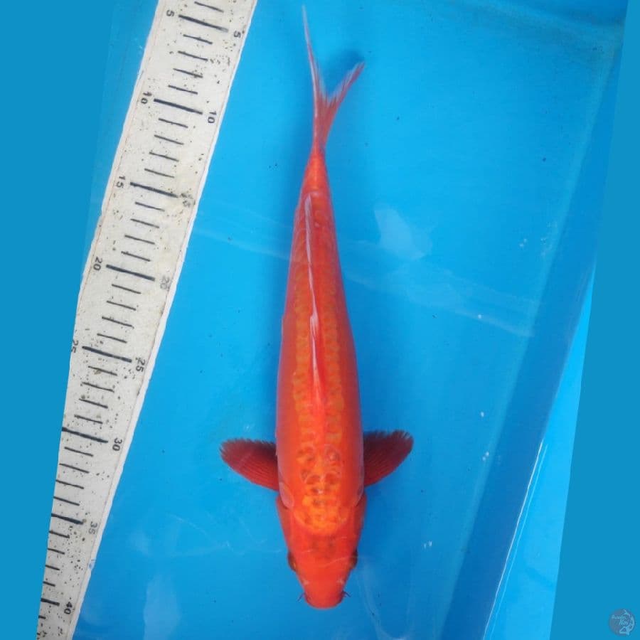MIZUHO ring halus, 31CM MALE