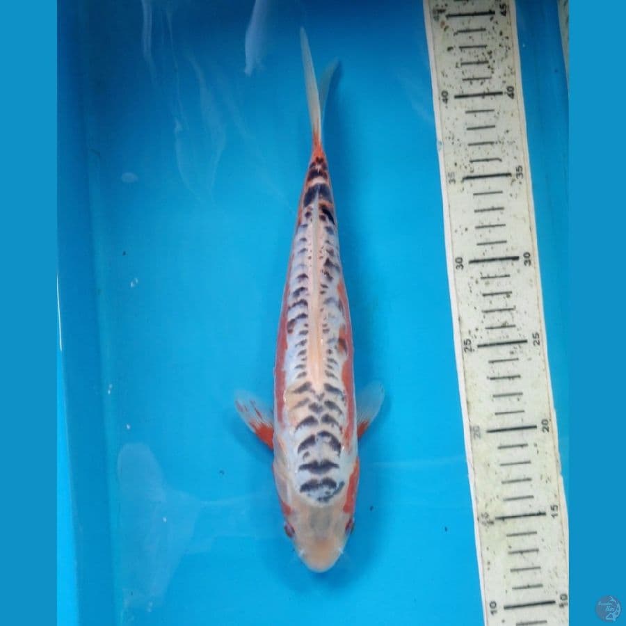 SHUSUI, 30CM FEMALE