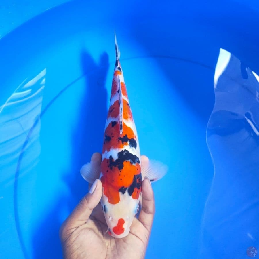 SANKE 30CM