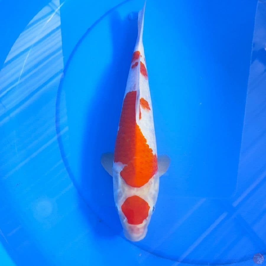 MARUTEN KOHAKU M33