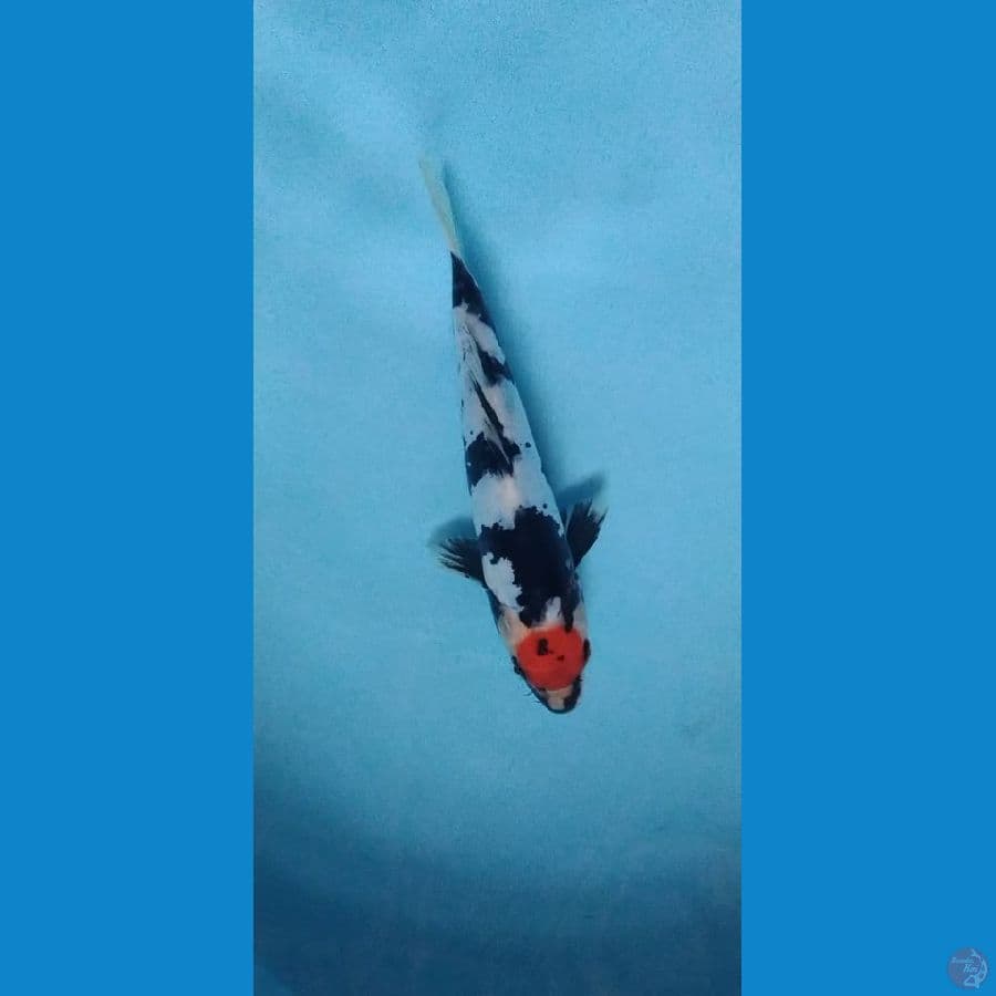 tancho showa doitsu 23 cm