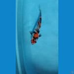 maruten showa doitsu 23 cm