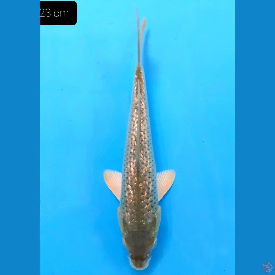 *SORAGOI GINRIN 23 CM*