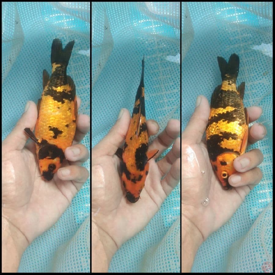 hi Utsuri ginrin 15cm