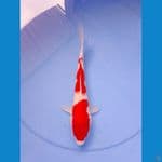kohaku merah strong