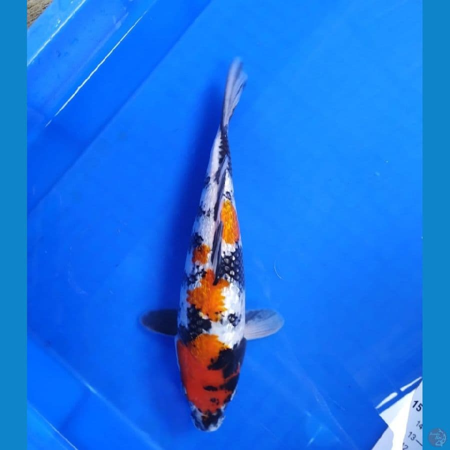SHOWA GINRIN SQ 29 CM 