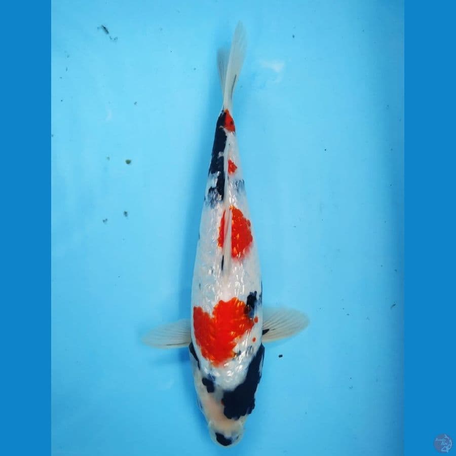 SHOWA KINDAI GINRIN 28 CM