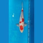 KOHAKU 40 CM