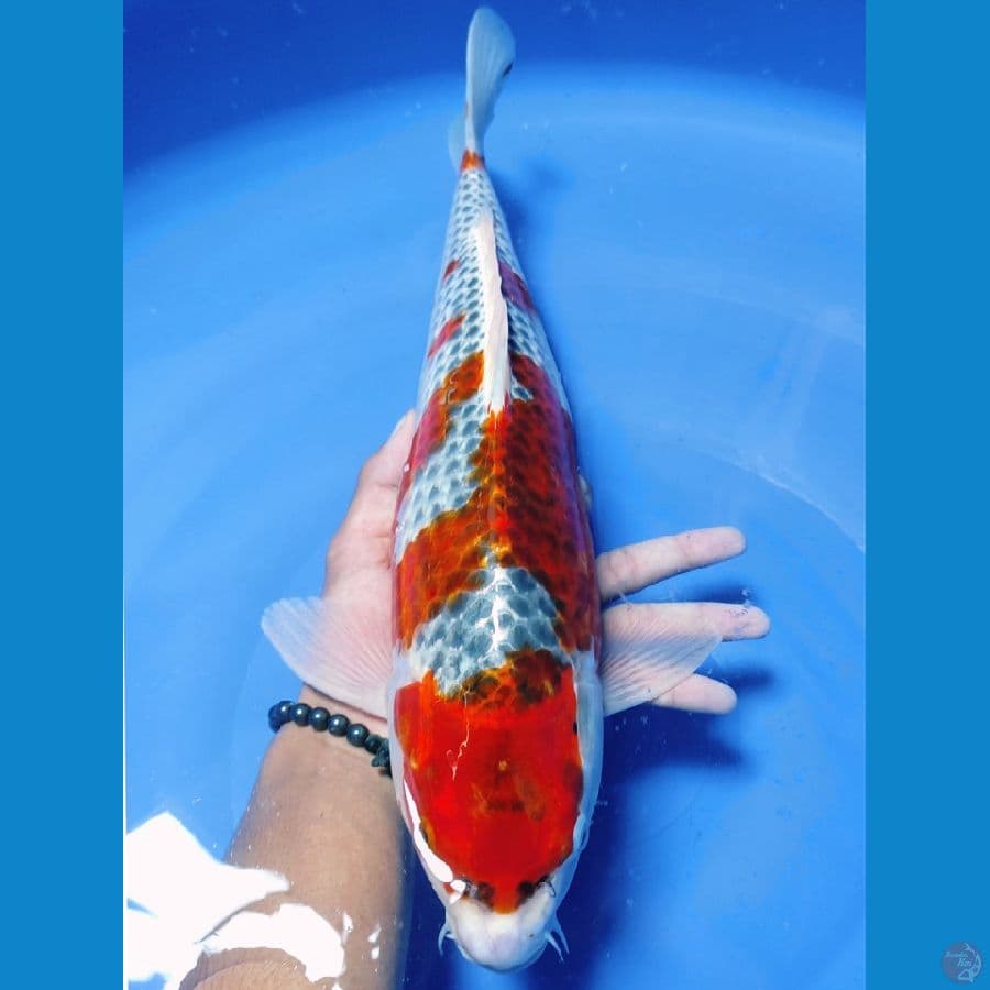 04.ghosiki female 43cm