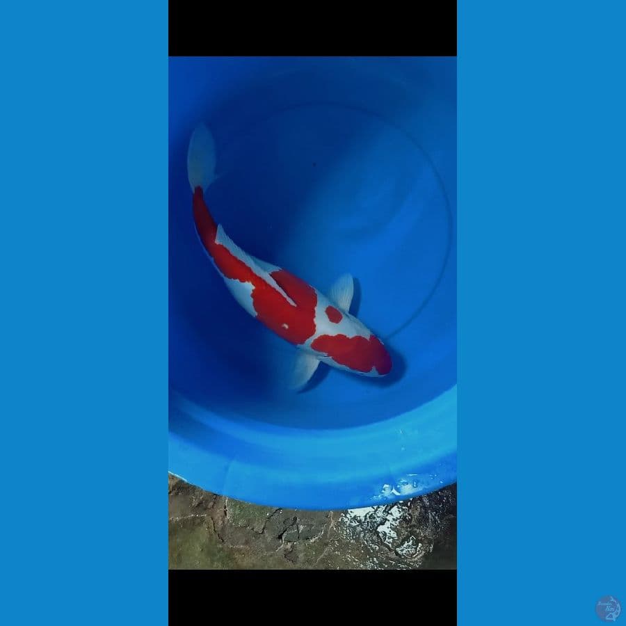 kuhaku doitsu 50 cm