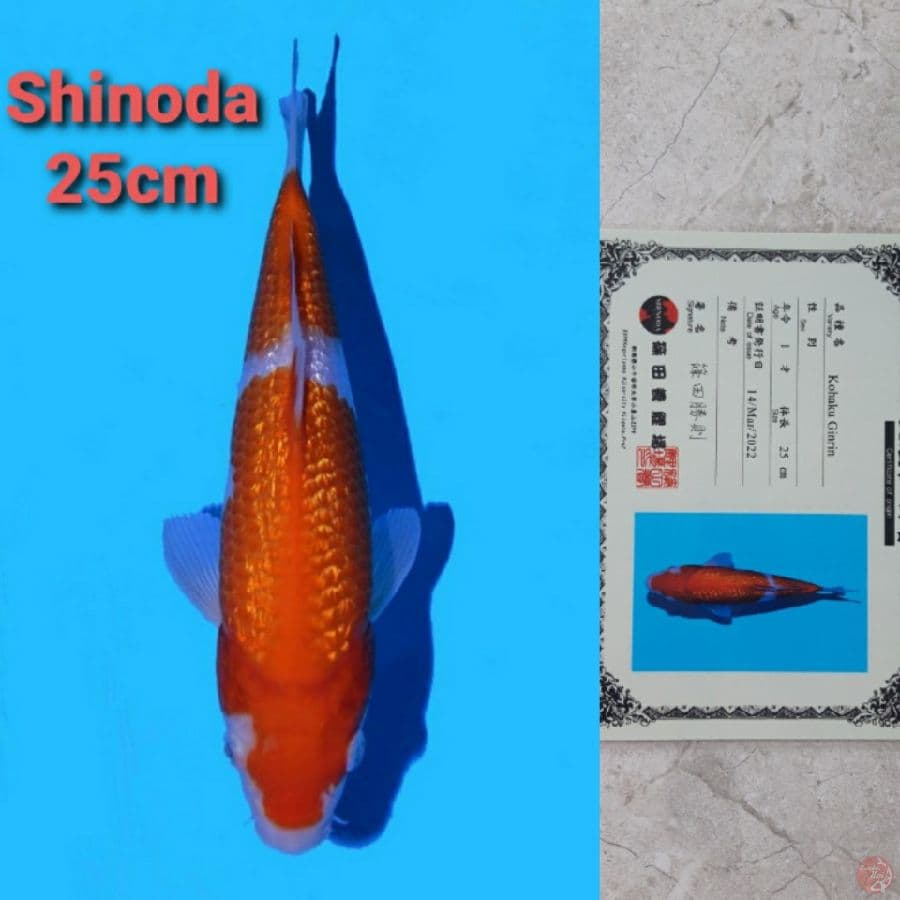 SHINODA GINRIN KOHAKU 25CM