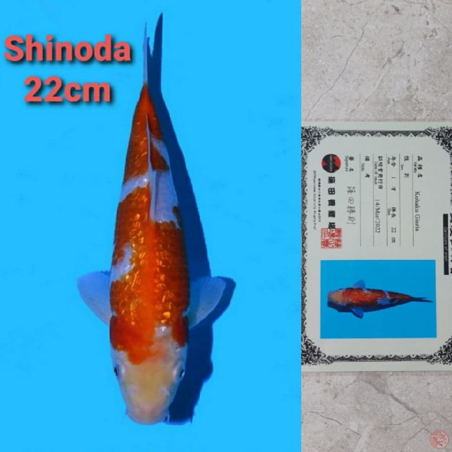 SHINODA GINRIN KOHAKU 22CM