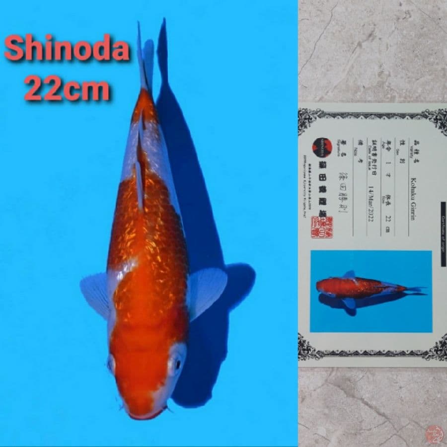 SHINODA GINRIN KOHAKU 22CM