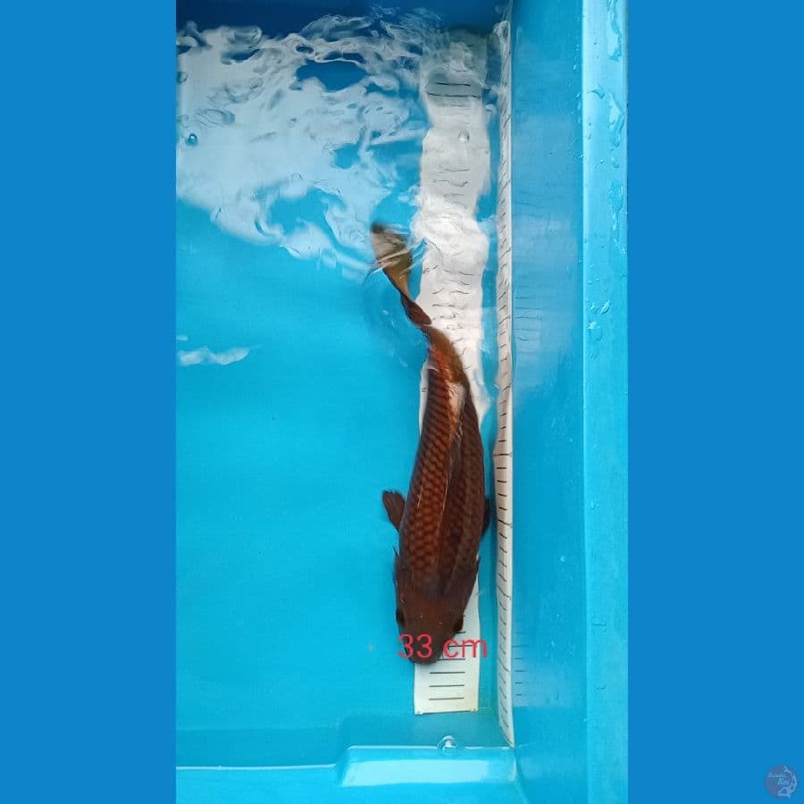 tembaga cagoi 33 cm