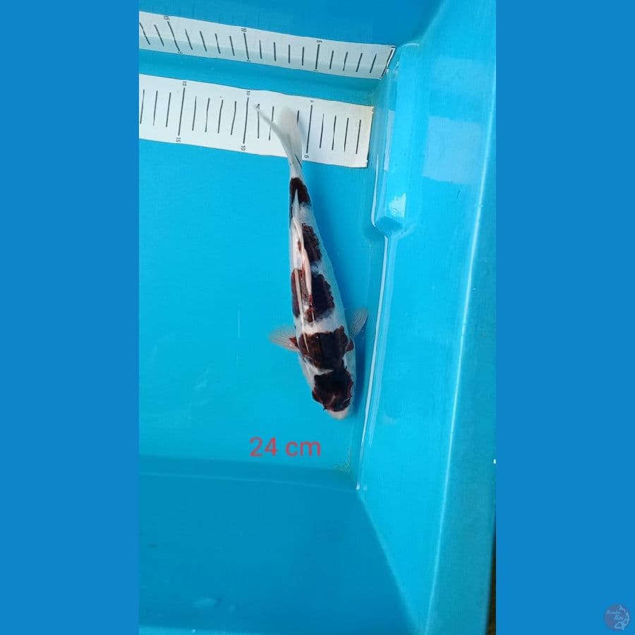 goromo 24 cm 