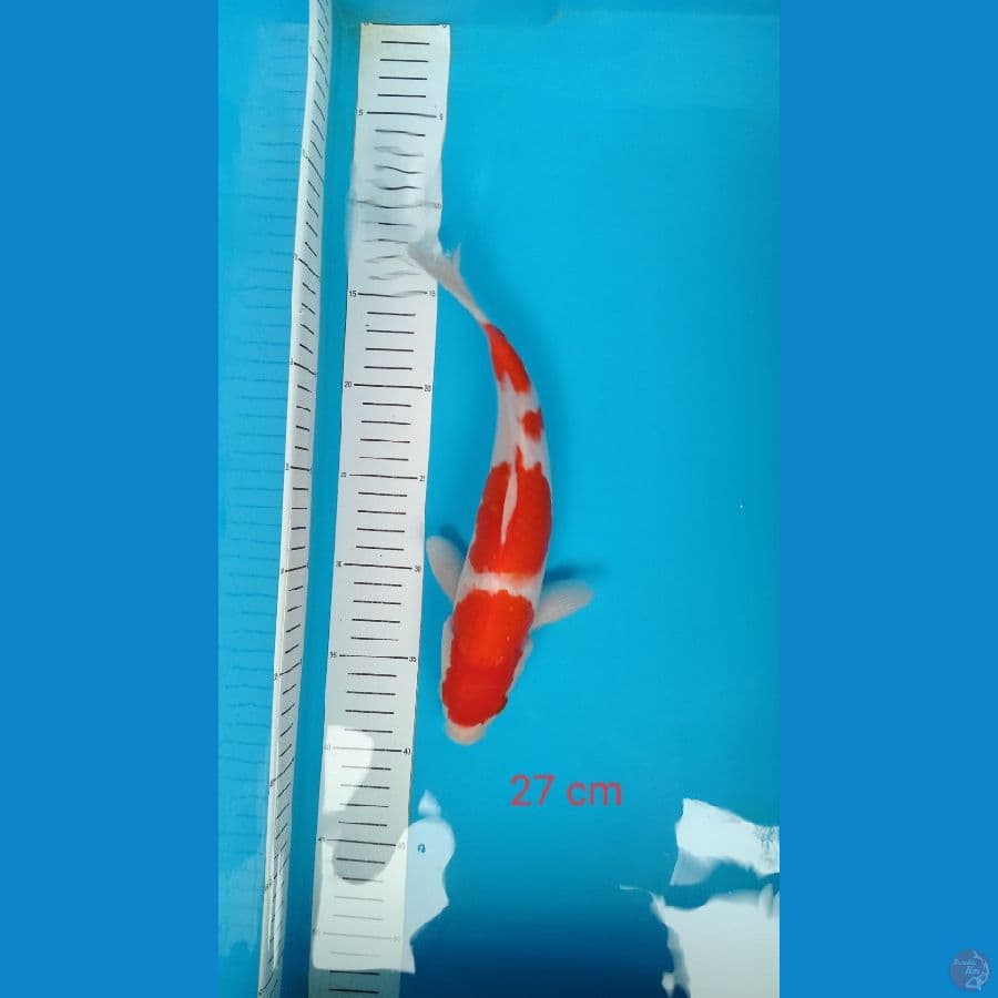 kohaku 27 cm
