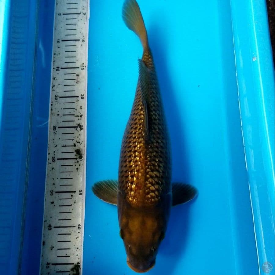 BULKY CHAGOI GINRIN 40 CM