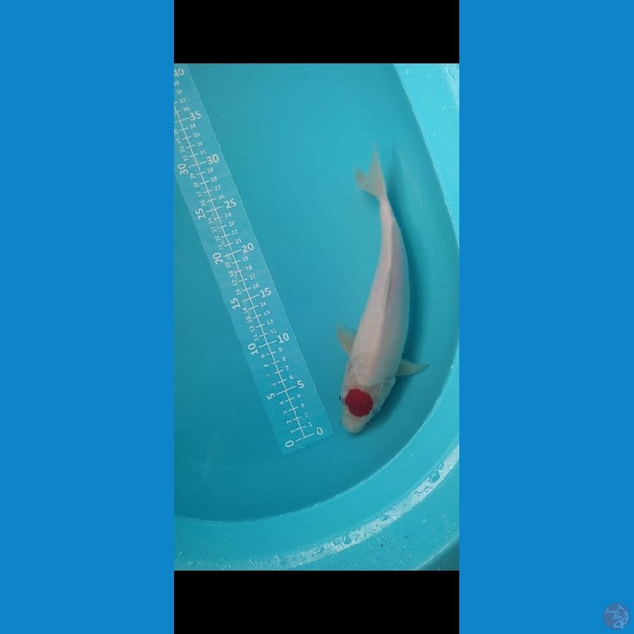 Tancho 30cm jantan