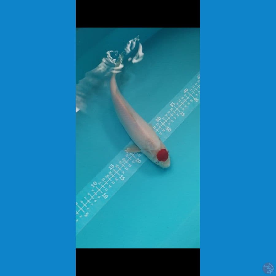 Tancho 30cm jantan