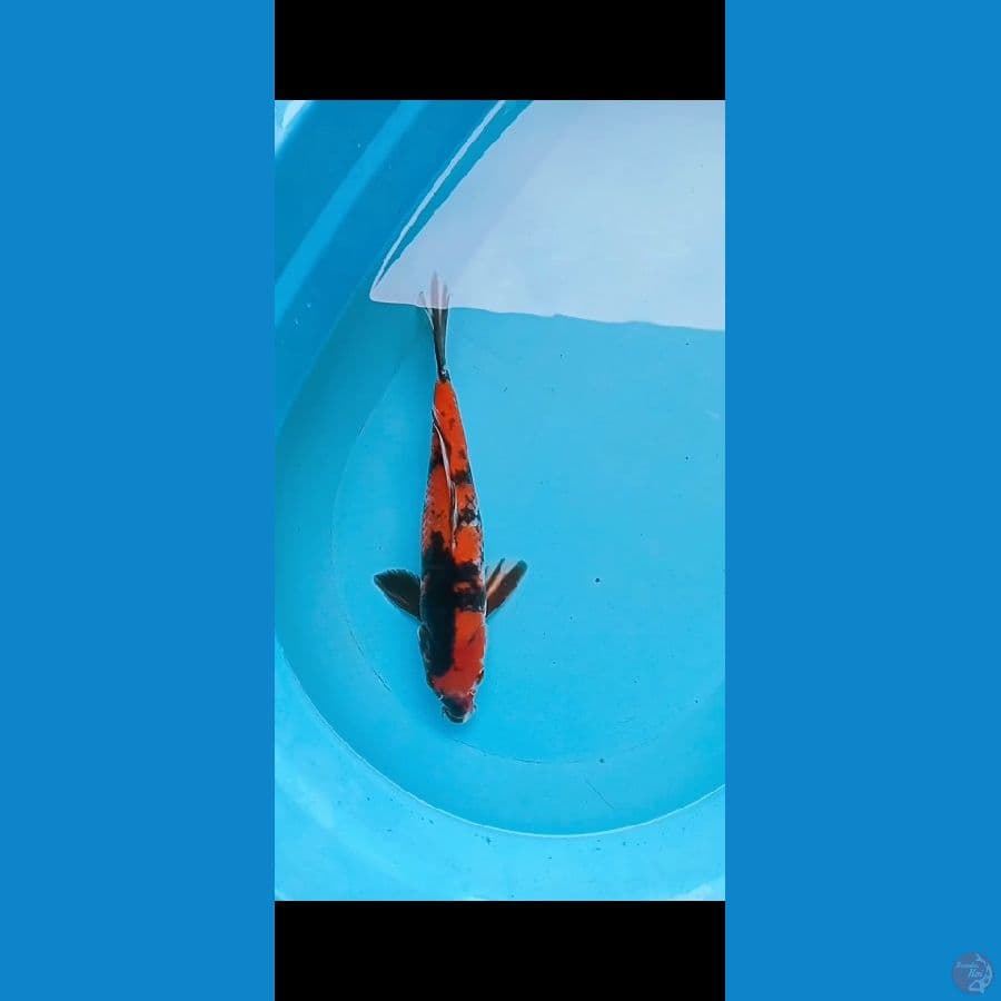 showa 32cm