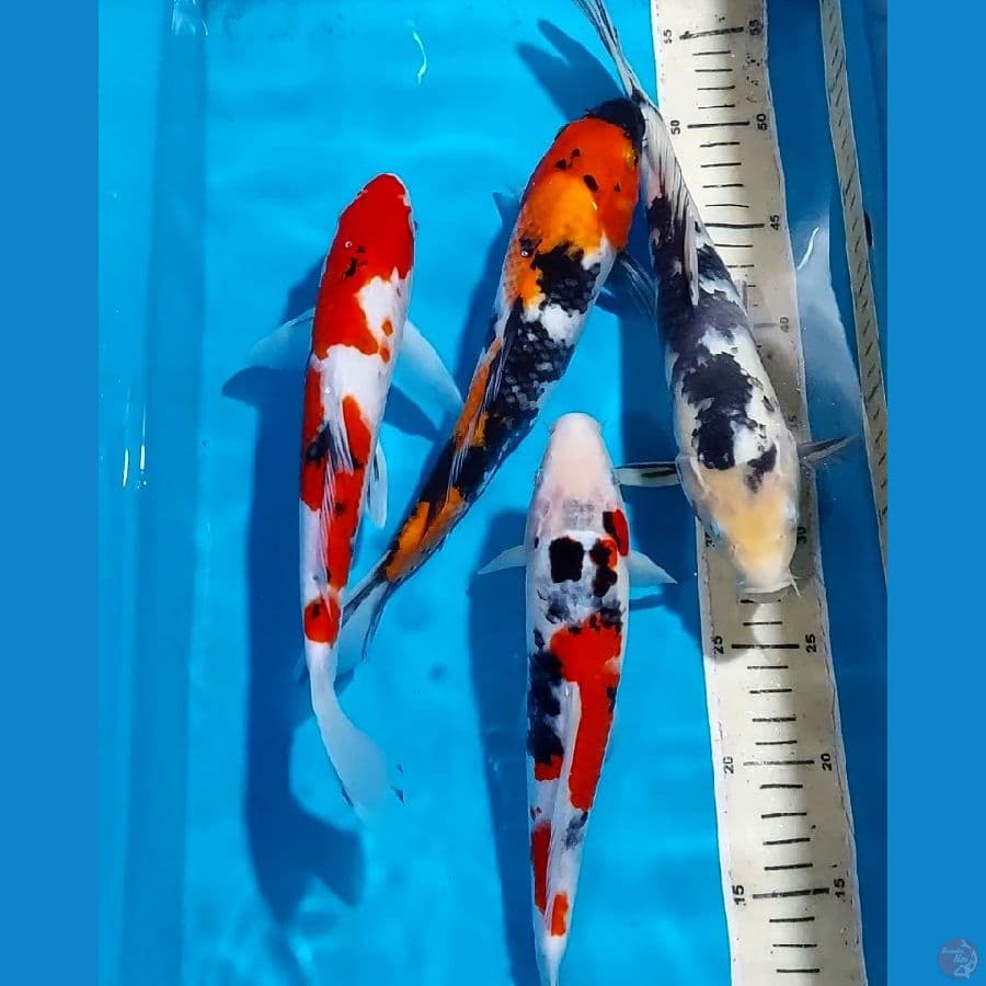 SANKE SHOWA SHIRO 28-30 CM
