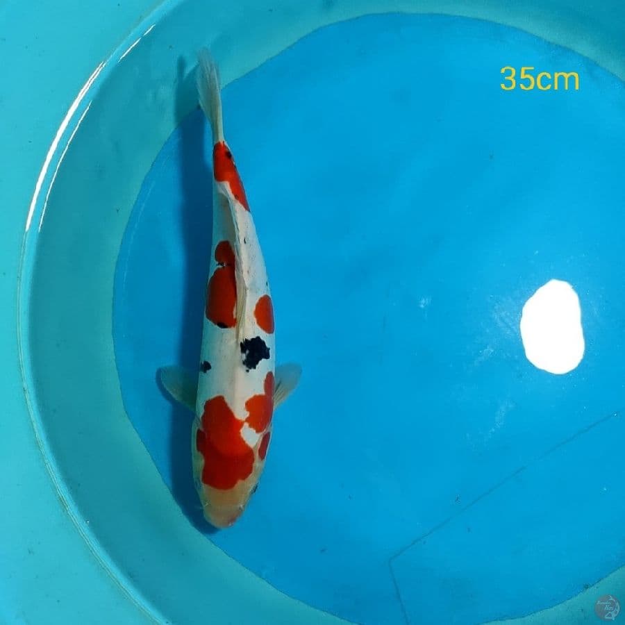 SANKE DOITSU MURNI - 35CM