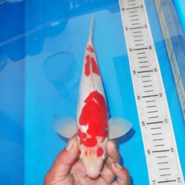 KOHAKU ABSTRAK