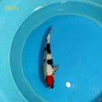 TANCHO SHOWA RED STRONG - 33CM