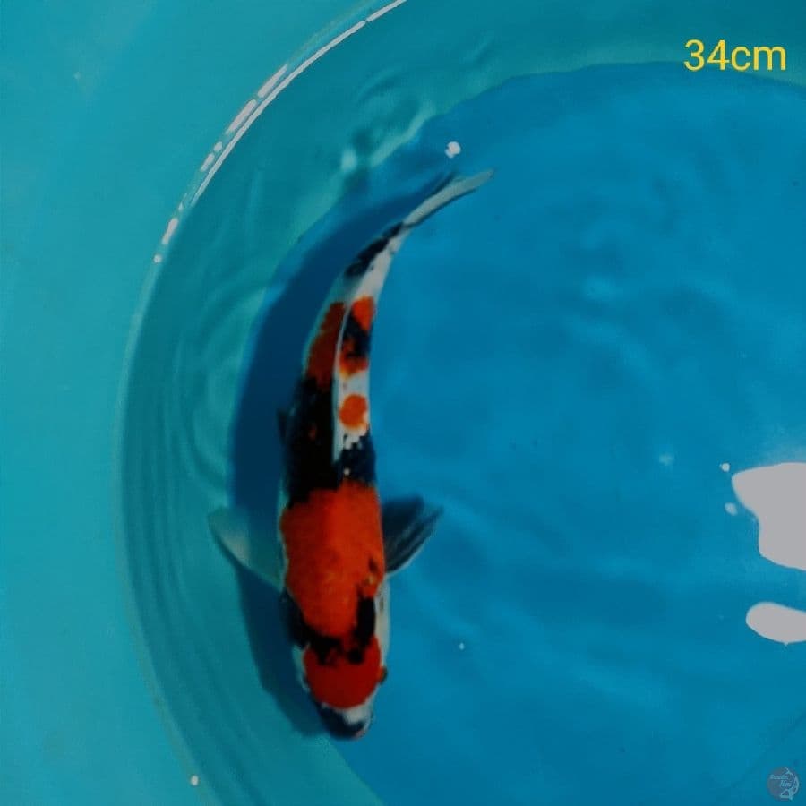 MARUTEN SHOWA - 34cm