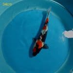 SHOWA 34cm