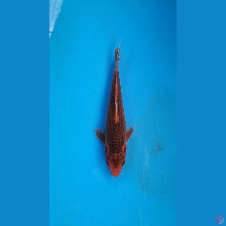 aka matsuba ( hi asagi ) 15cm