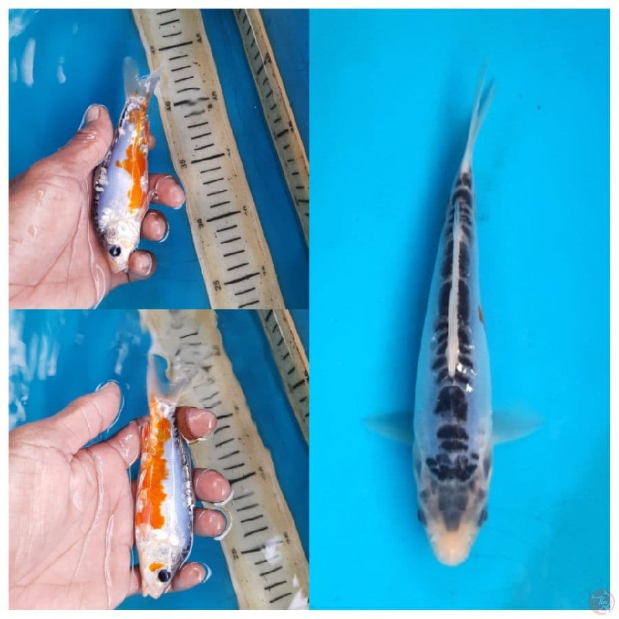 Shusui 14cm