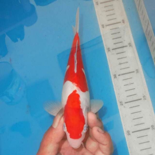 KOHAKU 2STEP