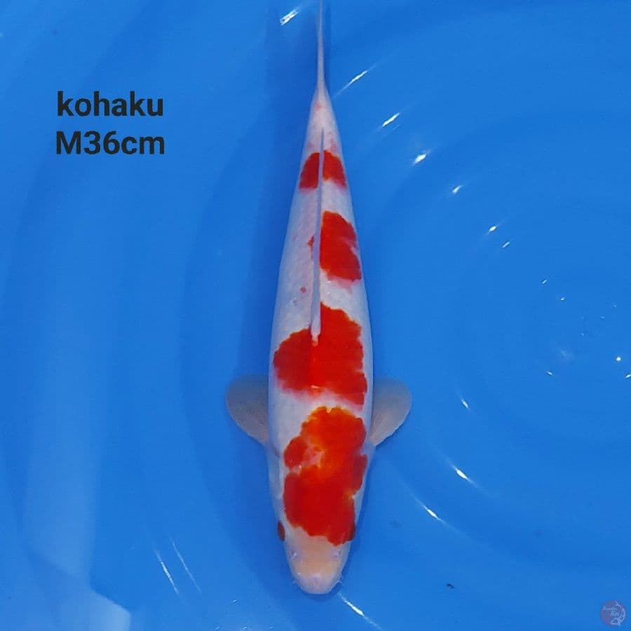 KOHAKU YONDAN