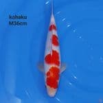 KOHAKU YONDAN