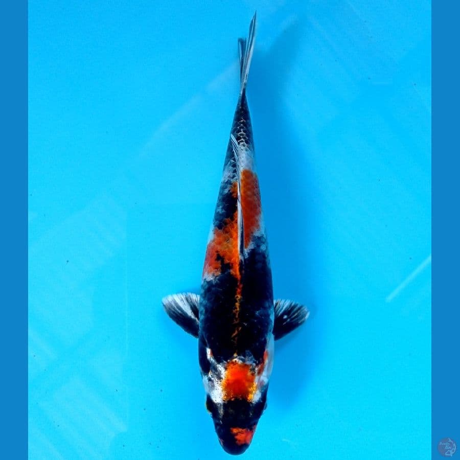 showa hikari 18cm