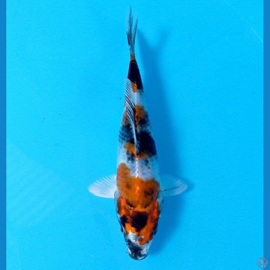 showa hikari 16 cm