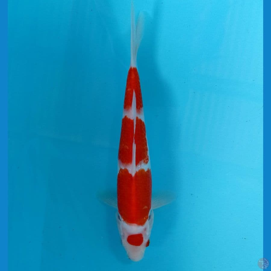 kohaku 22