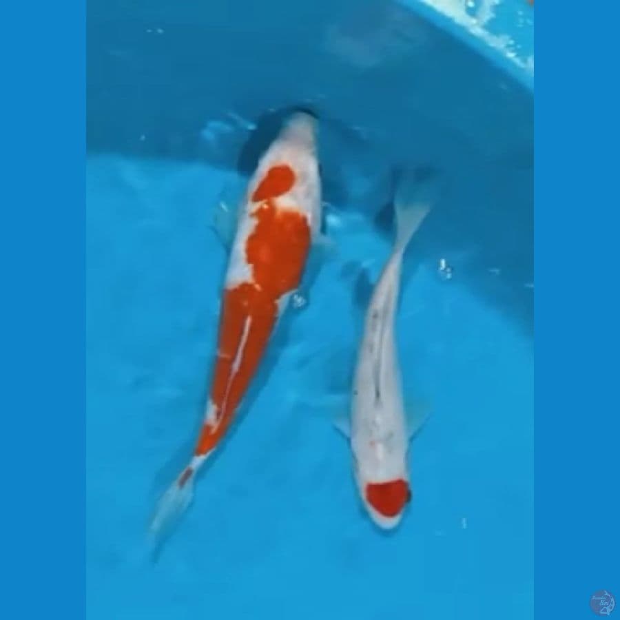Kohaku Tancho 19-24cm